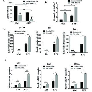 Downregulation Of FAK Increases 5 FU Induced Apoptosis BGC823 Cells