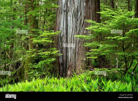 A Western Red Cedar On The Cheewhat Giant Trail In Vancouver Island Bc