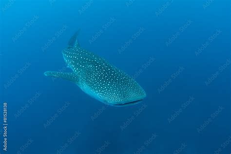 Whale Shark Swimming Stock Photo | Adobe Stock