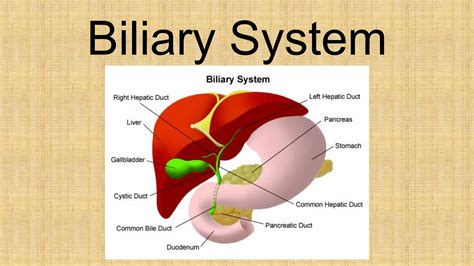 Gall Stone Disease PPT