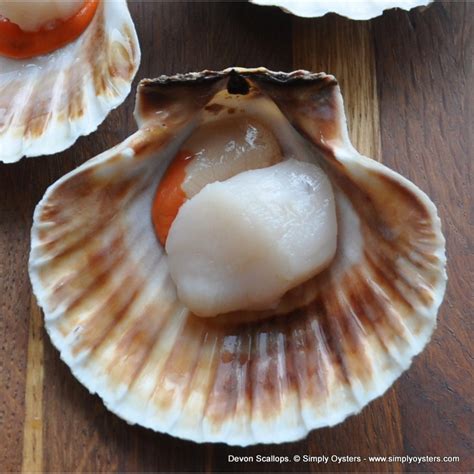 Scallops Buy Online Live Scallops Uk Delivery Simply Oysters