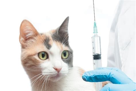 How Often Do Cats Need Shots And Other Preventative Treatments Catster