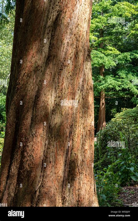 Metasequoia Glyptostroboides Cupressaceae Dawn Redwood Stock Photo