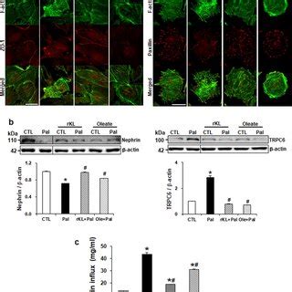 Klotho Restores Palmitate Induced Actin Cytoskeleton Disruption And