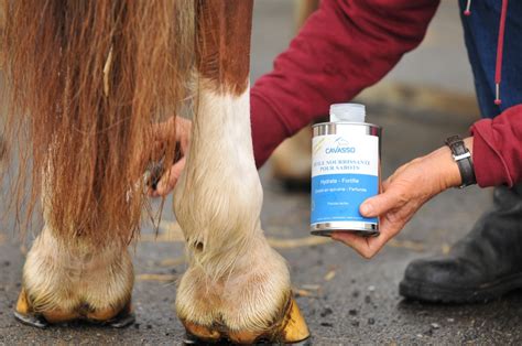 Guide Pratique Pour Entretenir Les Sabots De Mon Cheval Cavasso