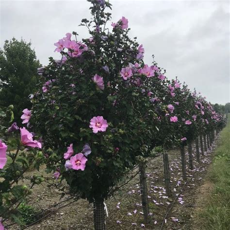 Hibiscus Syriacus Rose Of Sharon First Editions® Tahiti™ Tree Form