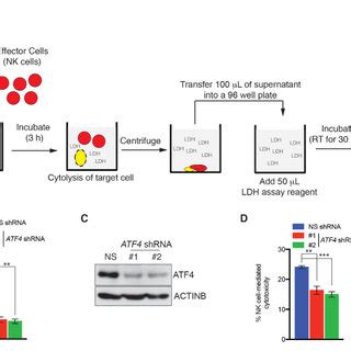 Colorimetric Ldh Activity Based Nk Cell Mediated Cytotoxicity Assay