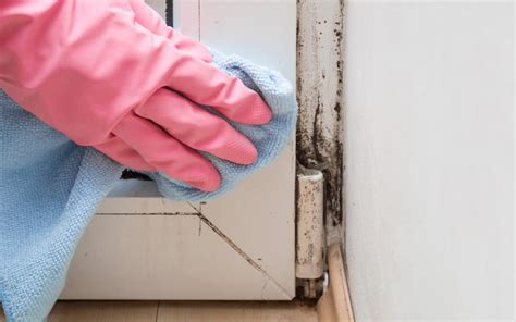 How To Remove Mold From A Home The Different Cleanup And Removal Methods Elite Mold Services