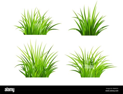 Realistic Green Grass Bushes Of Fresh Greens Spring Meadow Stock