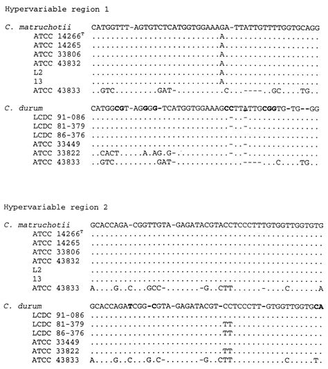 Diversity Within Reference Strains Of Corynebacterium Matruchotii