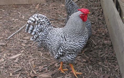 Dominique Chicken: Eggs, Height, Size and Raising Tips