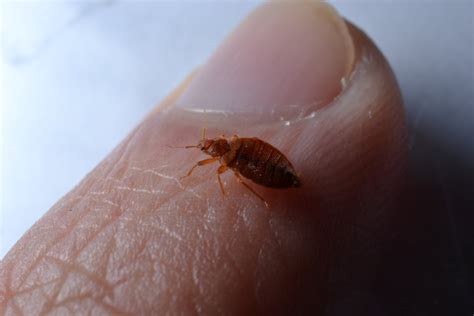 Bed Bugs In Calgary Bed Bug Removal Experts Calgary Pest Control