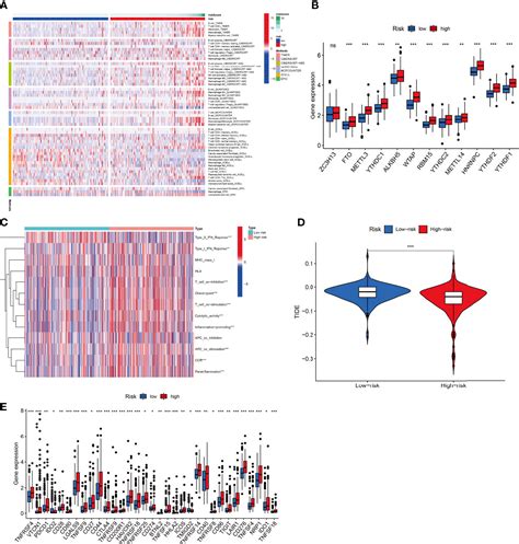 Frontiers Machine Learning Based Construction Of A Ferroptosis And