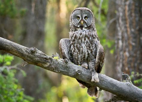 Featured Photographer Darren Clark Great Gray Owls