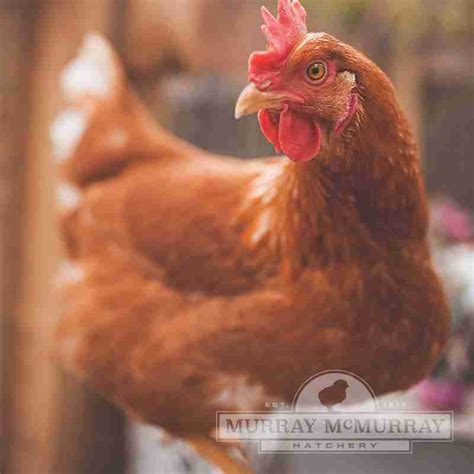 7 Best Chicken Breeds For Beginners Gently Sustainable