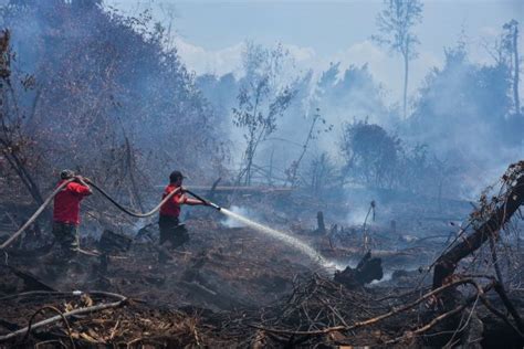 Kumpulan Potret Pilu Kebakaran Hutan Tahun Di Indonesia Tahun