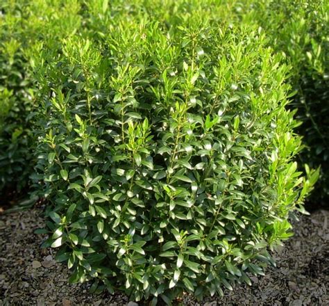 Shamrock Inkberry A Compact Inkberry Grown For Its Attractive