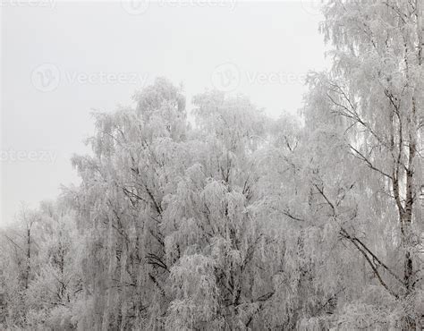 Photographed winter forest 9754161 Stock Photo at Vecteezy