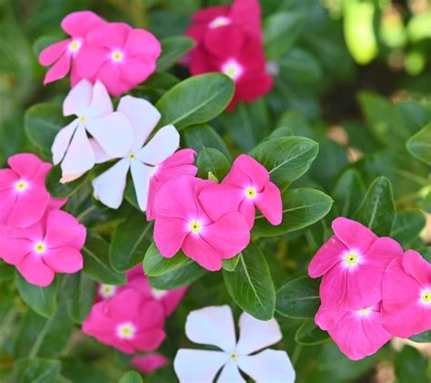 Qué plantas rastreras tienen flor Greenthia