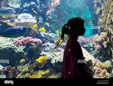 Aquarium - the Great Aquarium, Saint Malo, Brittany France - a young ...