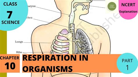 Ncert Class 7 Science Chapter 10 Respiration In Organismspart 1