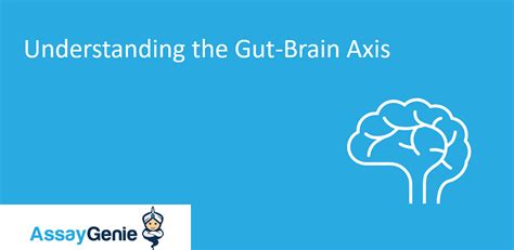 Understanding The Gut Brain Axis Assay Genie