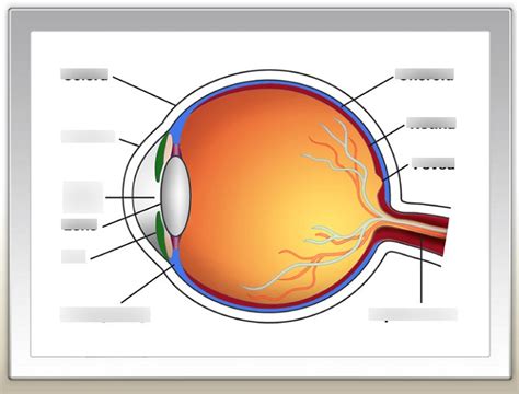 Parts And Functions Of The Human Eye Diagram Quizlet