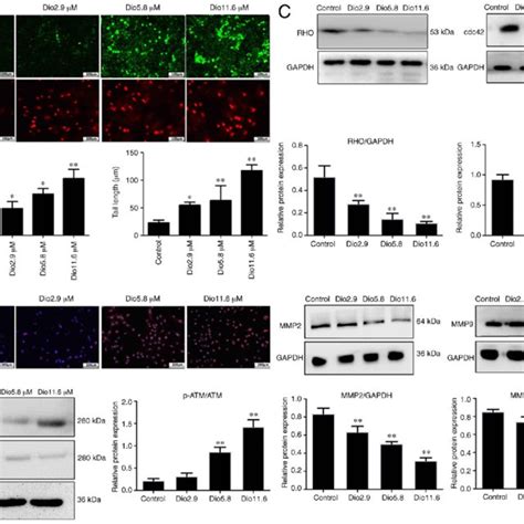 Dioscin Induces Apoptosis And DNA Damage And Suppresses Invasion And