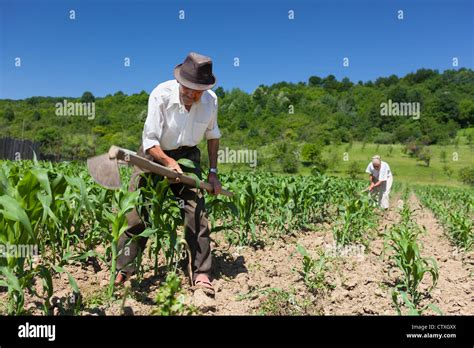 Old Man Hoe Weeding In Hi Res Stock Photography And Images Alamy