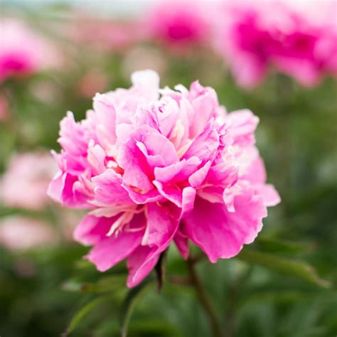 Pink Peonies To Grow And Enjoy With Pictures Green Garden Cottage