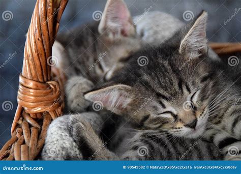 Two Kittens Sleeping In A Wicker Basket Stock Photo Image Of Sleeping