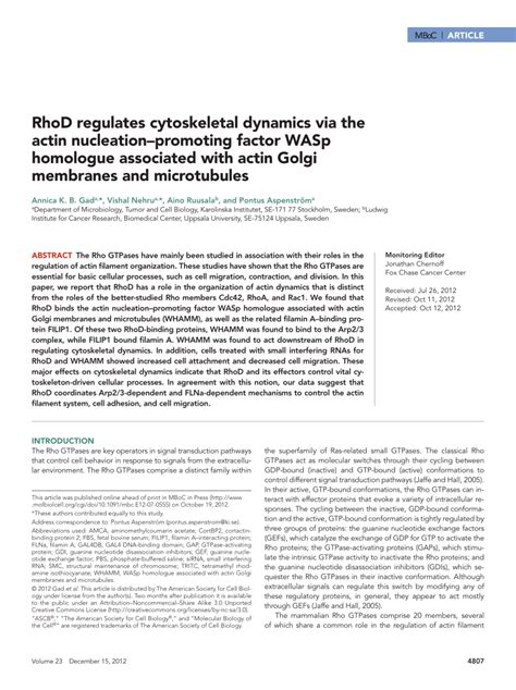 PDF RhoD Regulates Cytoskeletal Dynamics Via The Actin Nucleation