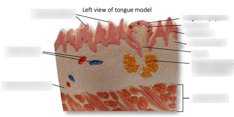 Left View Of Tongue Diagram Diagram Quizlet