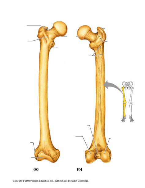 Landmarks Of The Femur Diagram Quizlet