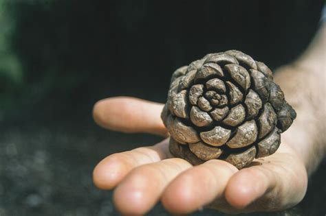 Premium Photo Close Up Of Hand Holding Pine Cone