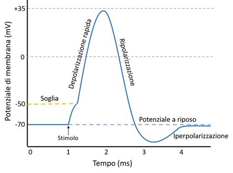 Potenziale D Azione Neuronale Scheletrico E Cardiaco Riassunto