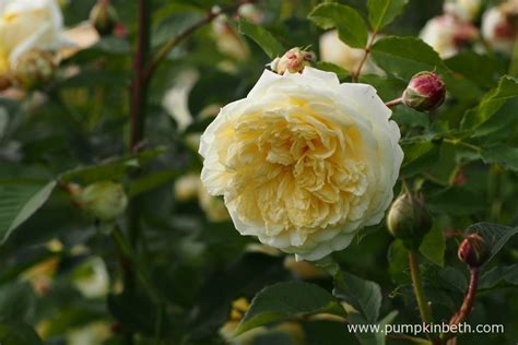 Elegantly perfumed roses to plant this winter - Pumpkin Beth