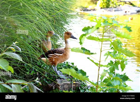 Black Duck With Red Eyes Hi Res Stock Photography And Images Alamy