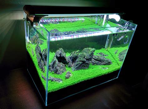 Tdv S Iwagumi Style Mini M The Planted Tank Forum