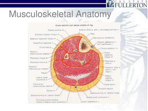 Ppt Ankle And Leg Injuries Powerpoint Presentation Free Download