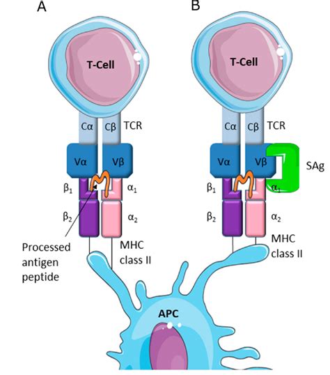 List Pictures An Antigen Presenting Cell Presents Antigen To A