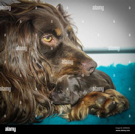 Cucciolo Di Cane Appena Nato Immagini E Fotografie Stock Ad Alta