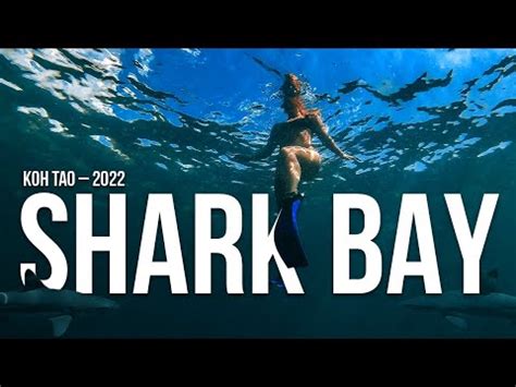 Koh Tao Shark Bay Looking For Sharks In Koh Tao Thailand What Is