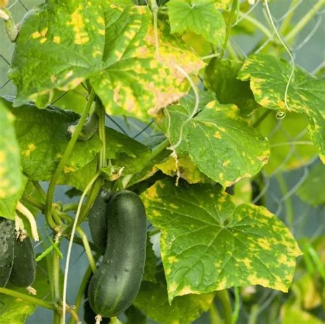 Gurken bekommen gelbe Blätter Was kann man dagegen tun Garden