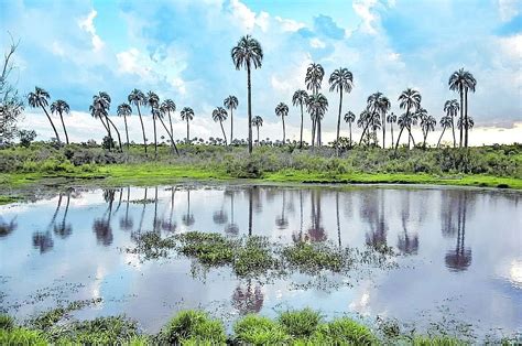 Palmar Yatay Uno De Los Dos Grandes Humedales Que Tiene La Provincia