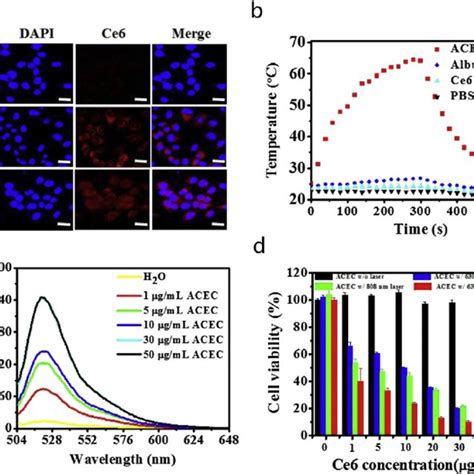 Cellular Uptake And Intrinsic Cytotoxicity Of Acec A Scc Cells