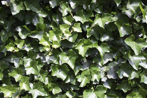 Hedera Hibernica Ivy