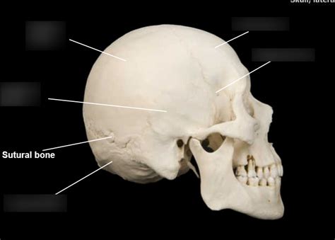 Cranial Bones Diagram Quizlet