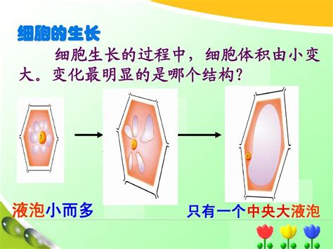 冀教版七年生物细胞分化形成组织多细胞生物体课件word文档在线阅读与下载无忧文档