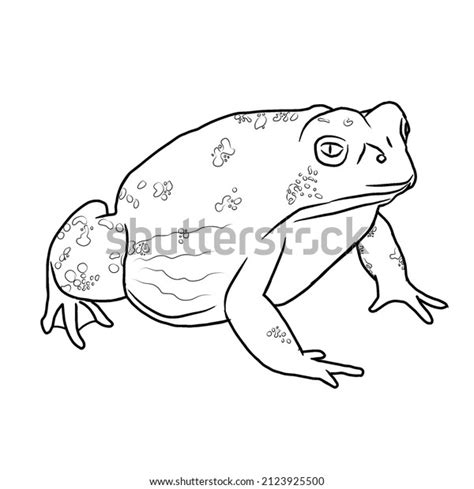 Coloring Book Line Art Frog Stock Illustration 2123925500 | Shutterstock